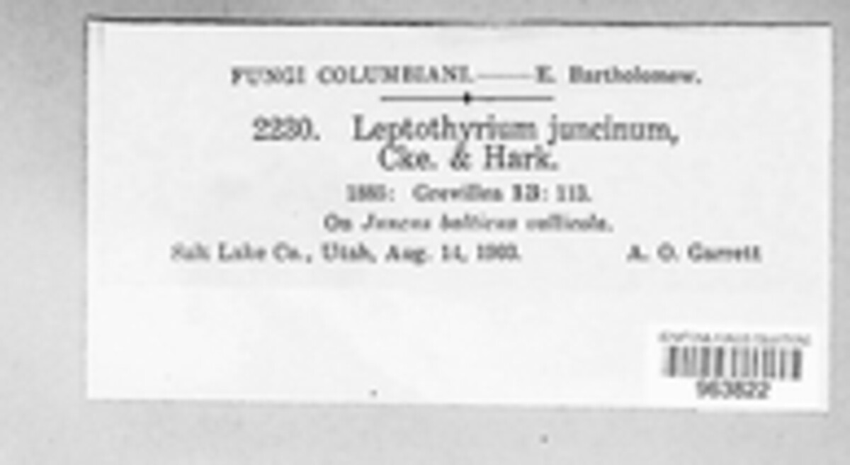 Melanconium juncinum image